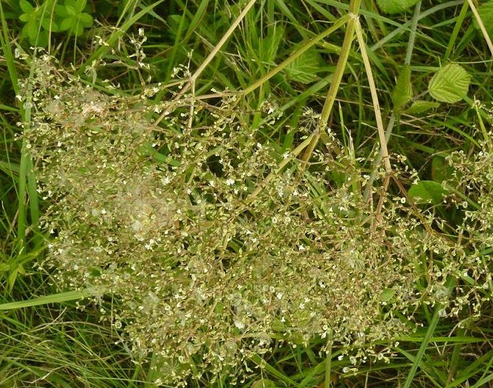 pianta del fosso - Valeriana sp